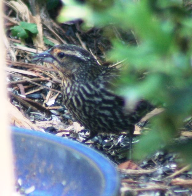 Red-winged Blackbird
