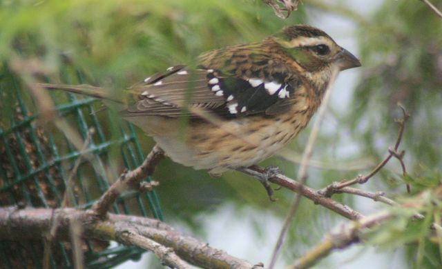 Rose-breasted Grosbeak