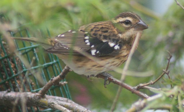 Rose-breasted Grosbeak