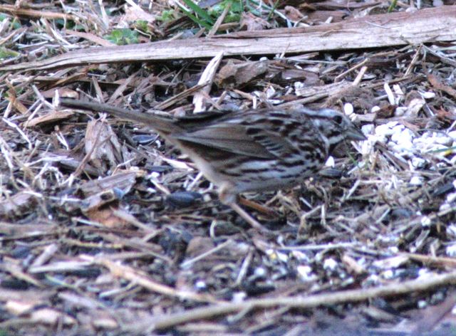 Song Sparrow