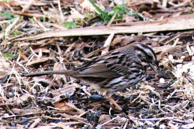 Song Sparrow