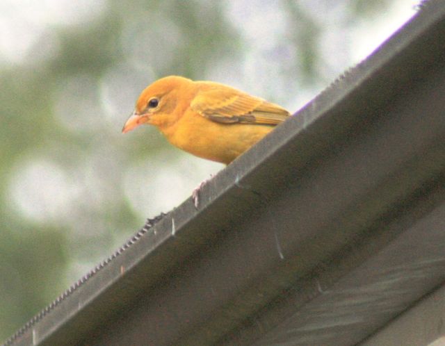 Summer Tanager