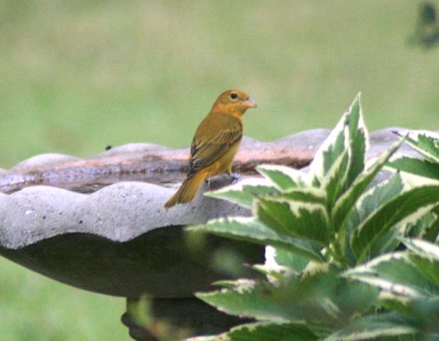 Summer Tanager