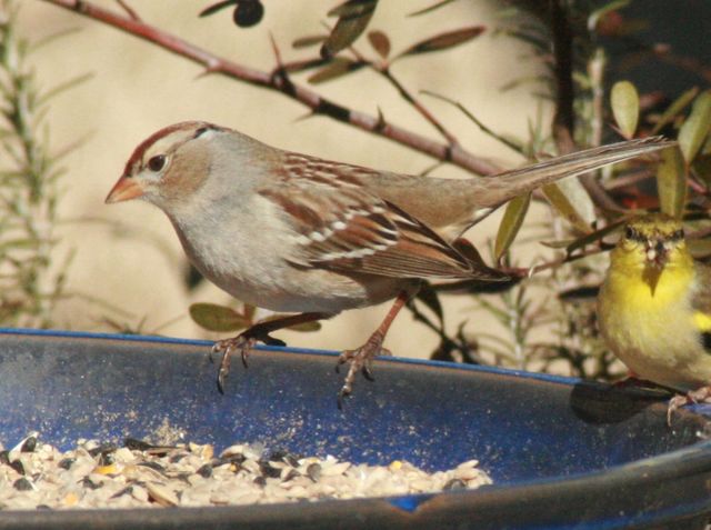 White-crowned Sparrow