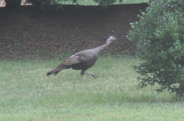 Wild Turkey