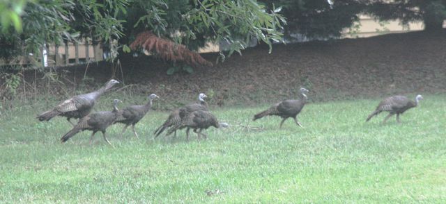 Wild Turkey