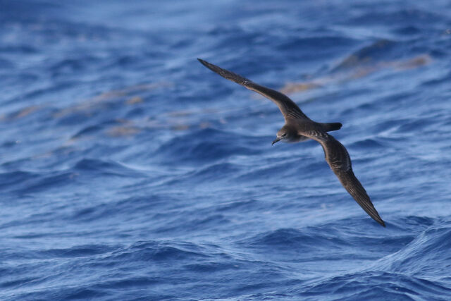 Wedge-tailed Shearwater