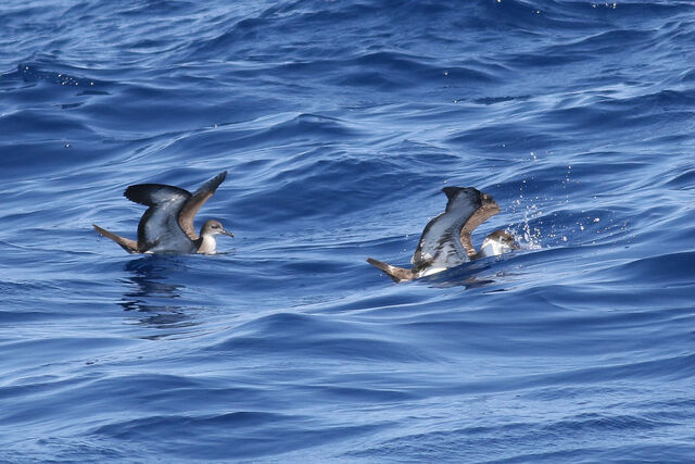 Wedge-tailed Shearwater