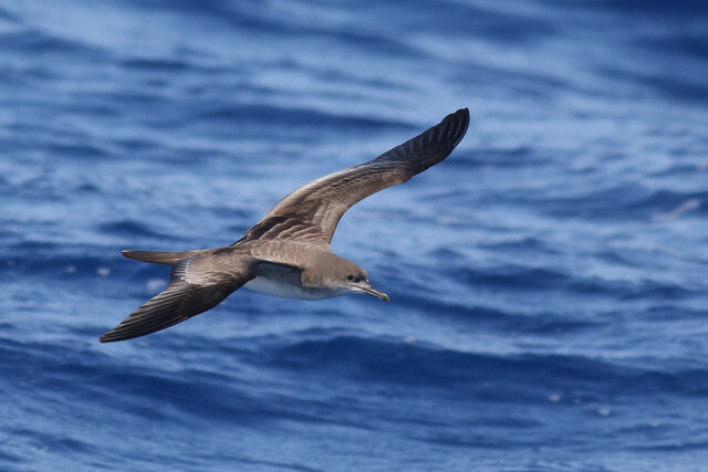 Wedge-tailed Shearwater