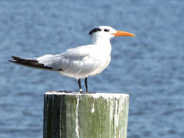 Royal Tern
