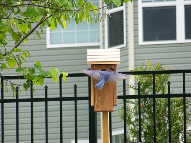 Eastern Bluebird