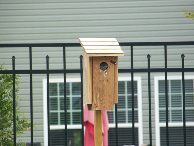 Eastern Bluebird