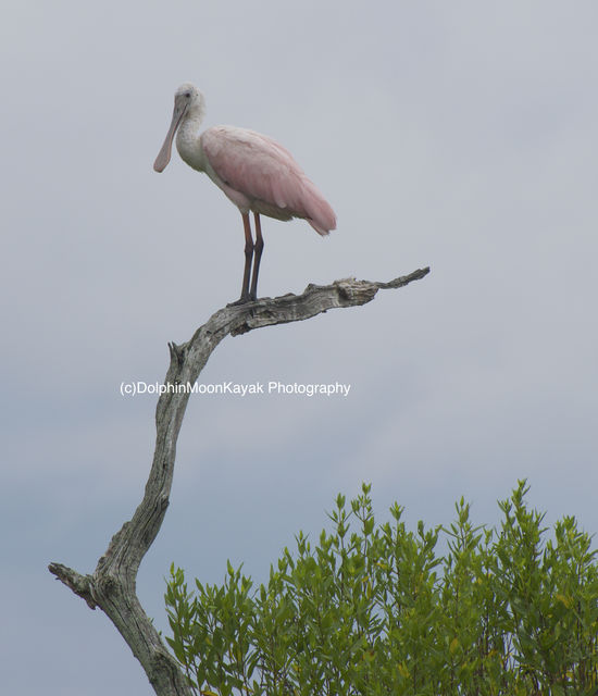 Roseate Spoonbill