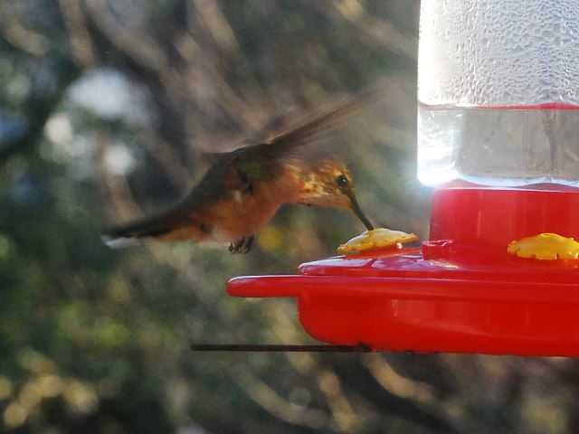 <i>Selasphorus</i> Hummingbird
