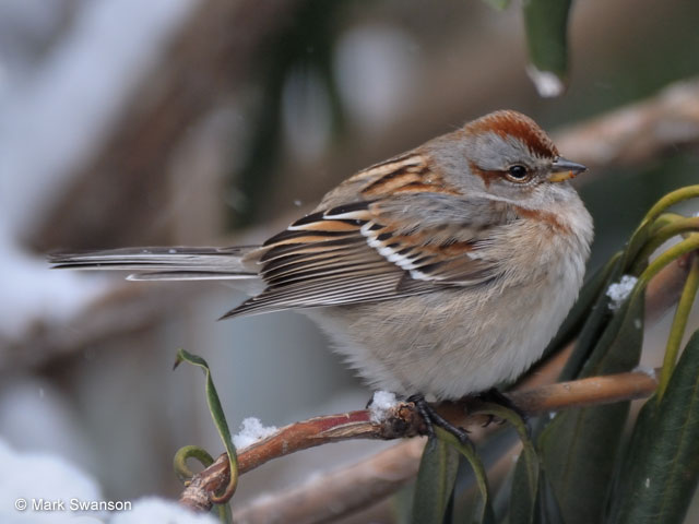 American Tree Sparrow