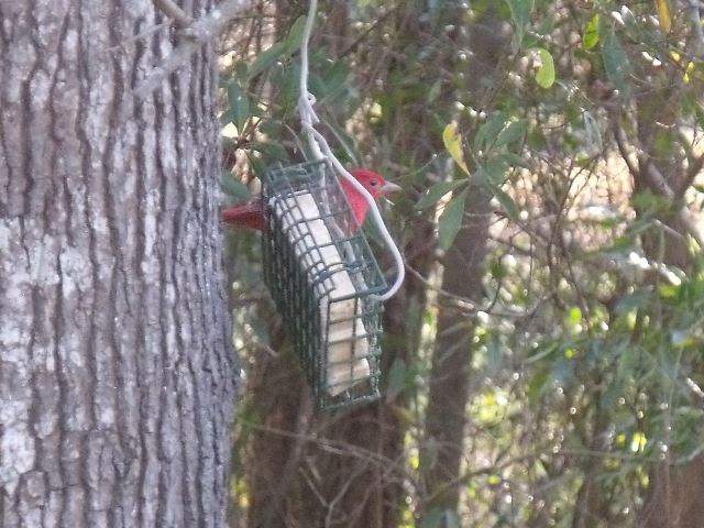 Summer Tanager
