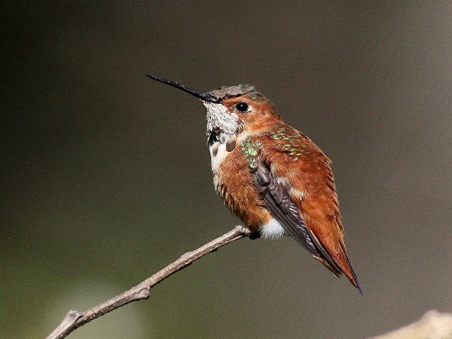 Rufous Hummingbird