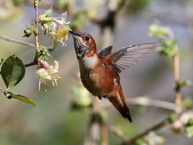 Rufous Hummingbird