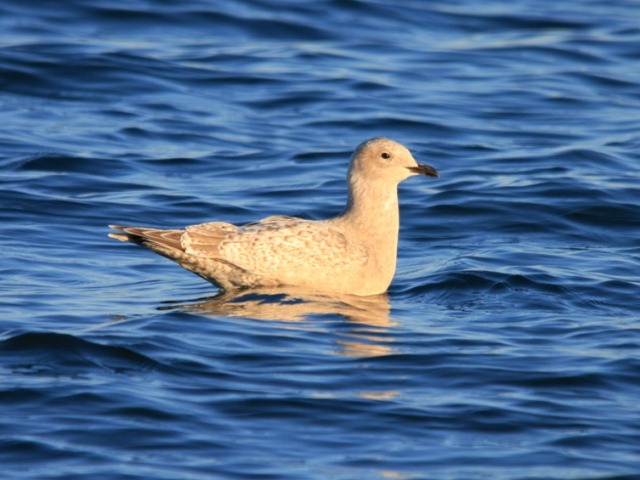 Iceland Gull (Thayer's)