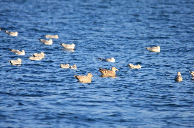 Iceland Gull (Thayer's)