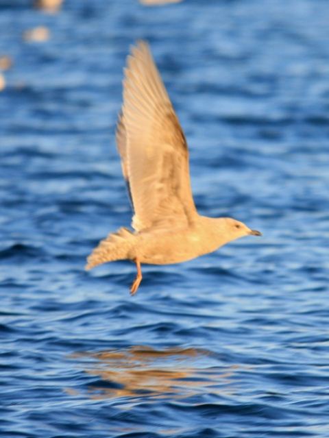 Iceland Gull (Thayer's)