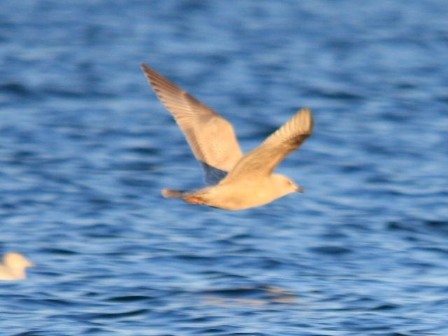 Iceland Gull (Thayer's)