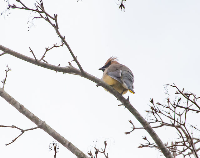 Cedar Waxwing