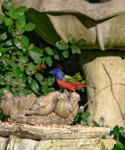 Painted Bunting