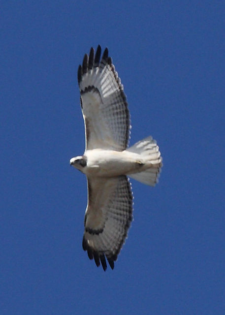 Red-tailed Hawk (Krider's)