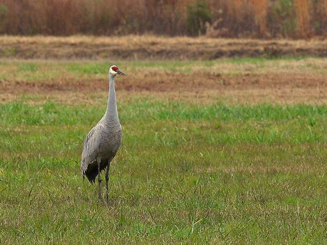 Sandhill Crane