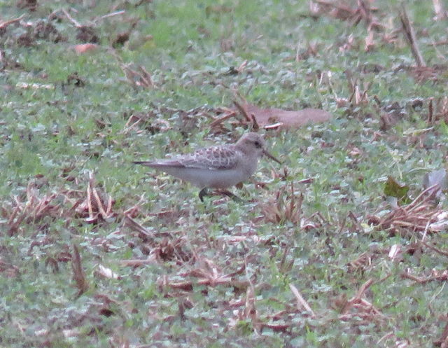 Baird's Sandpiper