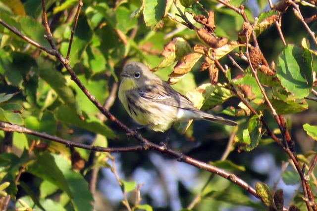 Kirtland's Warbler