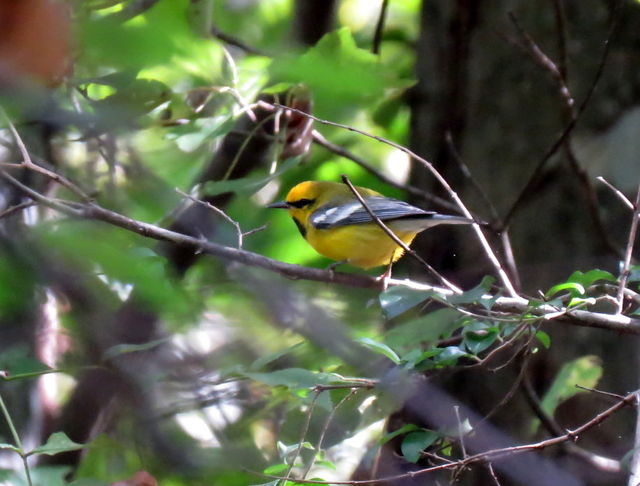 Lawrence's Warbler (hybrid)