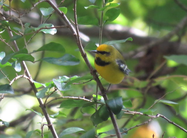 Lawrence's Warbler (hybrid)