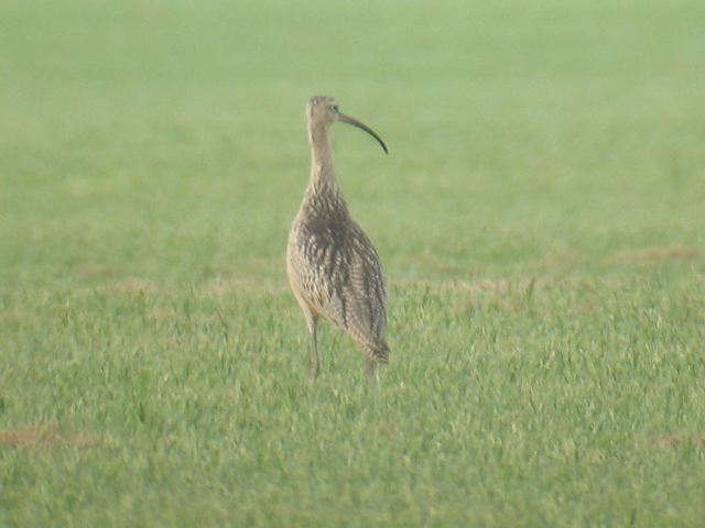 Long-billed Curlew