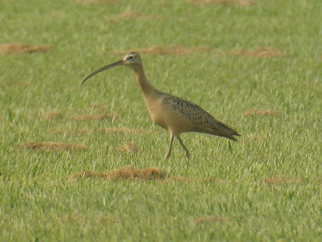 Long-billed Curlew