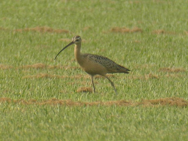 Long-billed Curlew