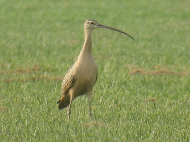 Long-billed Curlew