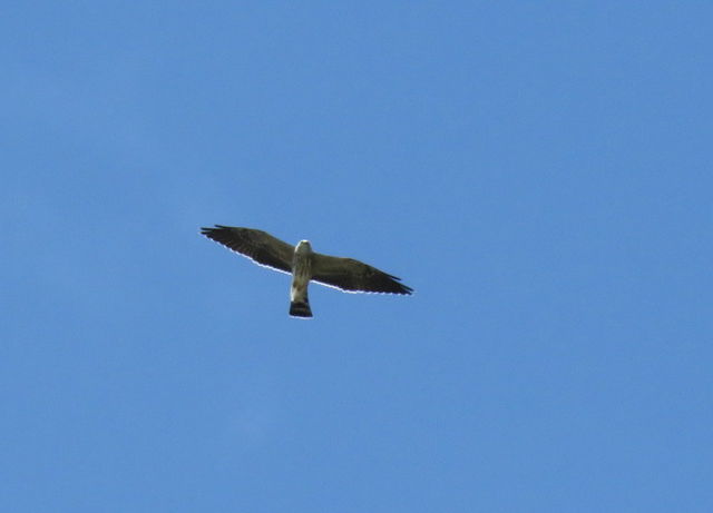 Mississippi Kite