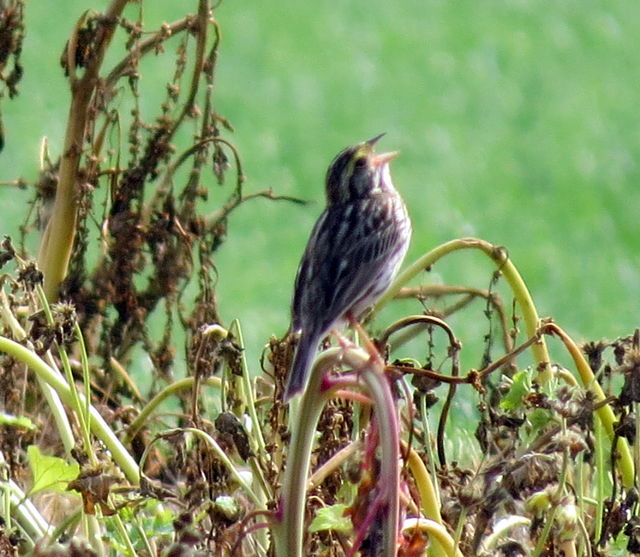 Savannah Sparrow
