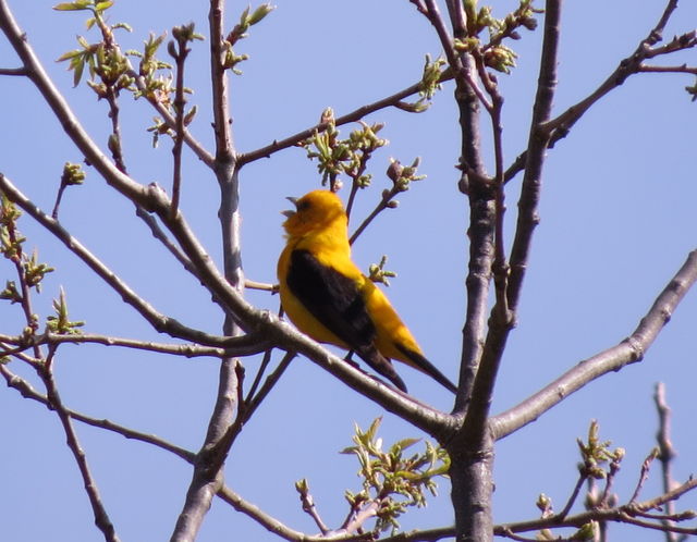 Scarlet Tanager