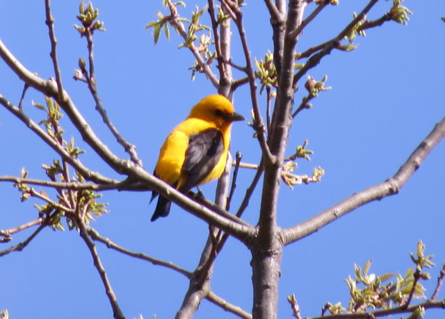 Scarlet Tanager