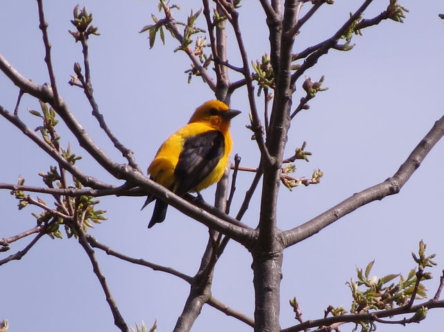 Scarlet Tanager