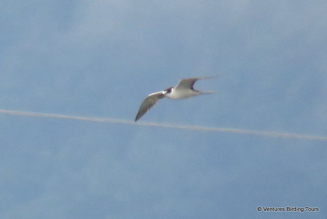 Sooty Tern
