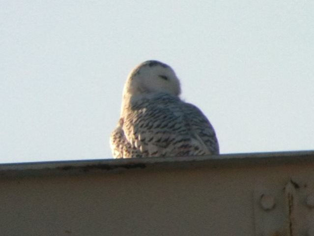 Snowy Owl