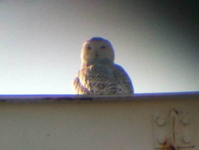Snowy Owl