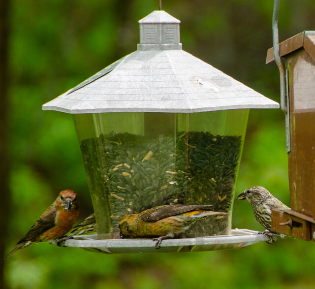 Red Crossbill