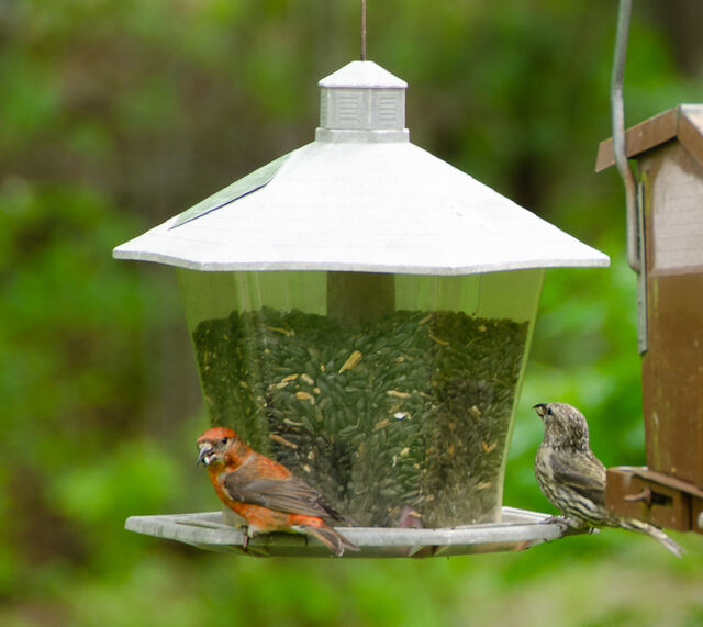 Red Crossbill