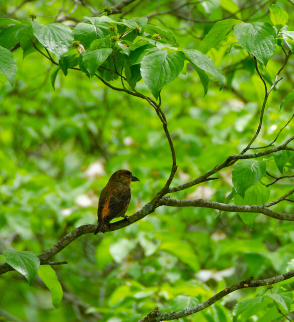 Red Crossbill
