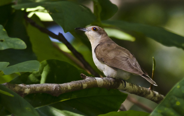 Black-billed Cuckoo